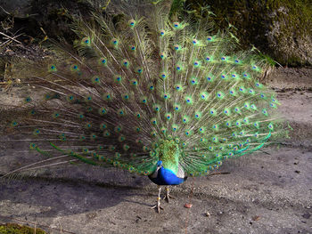 Close-up of peacock on field