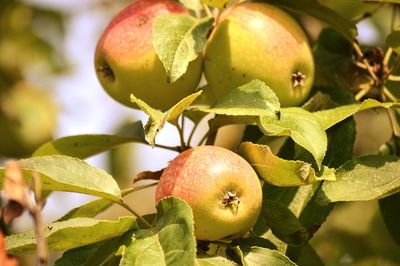 Close-up of apples on tree