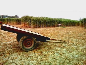 Scenic view of agricultural field against clear sky