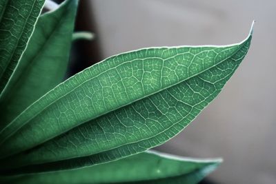 Close-up of water drops on leaves