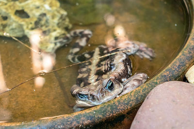 High angle view of frog in lake