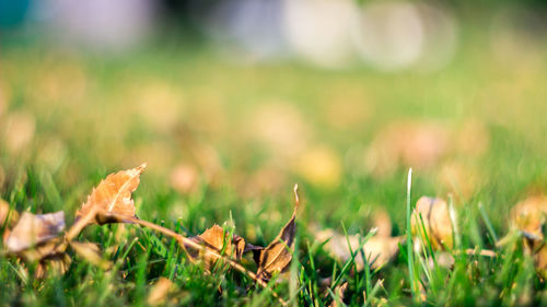 Close-up of plant growing on field