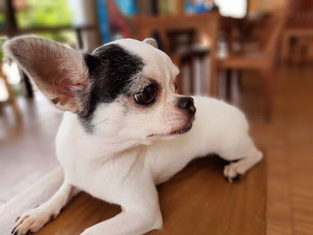 Close-up of a dog looking away