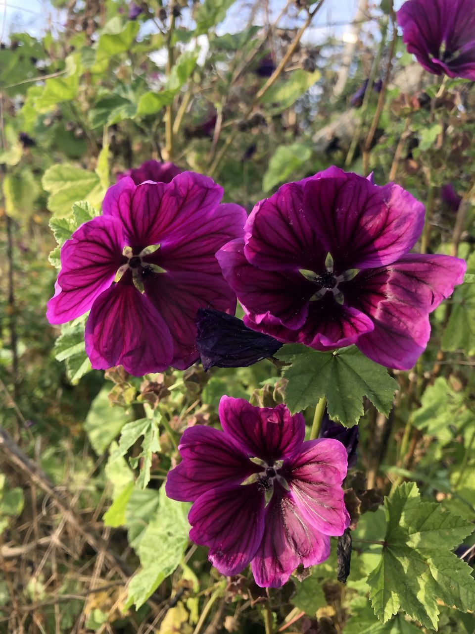 CLOSE-UP OF PINK FLOWERING PURPLE FLOWERS