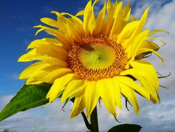 Close-up of yellow sunflower