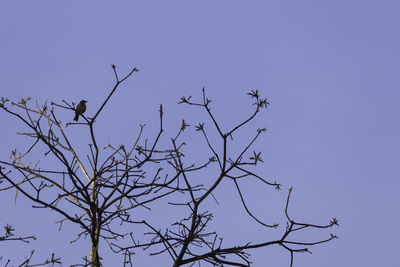 Low angle view of bare tree against clear blue sky
