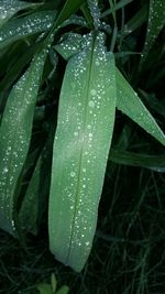 Close-up of water drops on leaf