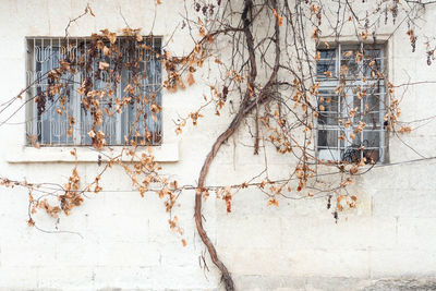 Ivy growing on wall of abandoned building