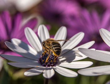 Close-up of honeybee pollinating on osteospermum