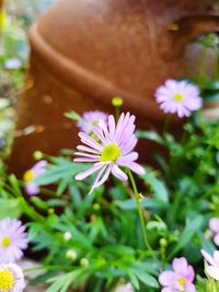 Close-up of pink flowering plant