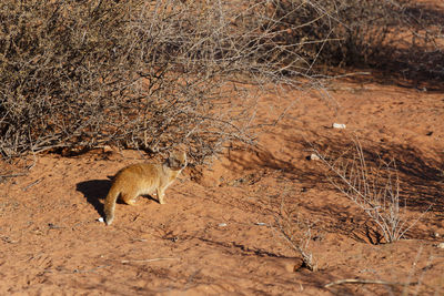 View of lizard on land