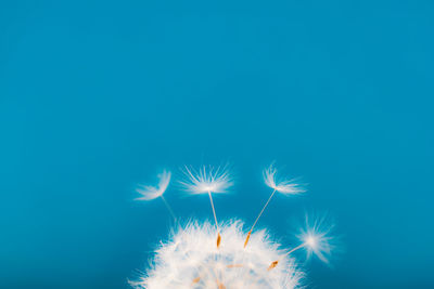 Close-up of dandelion against blue background