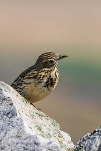 Close-up of bird perching on rock