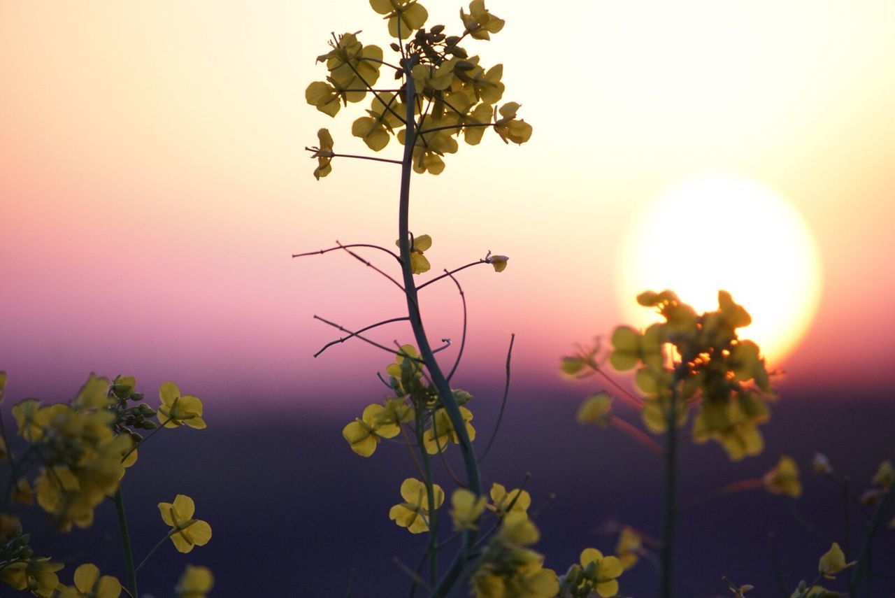sunset, flower, sun, nature, close-up, beauty in nature, sunlight, fragility, plant, orange color, petal, leaf, flower head, sunbeam, growth, no people, freshness, outdoors, sky, day
