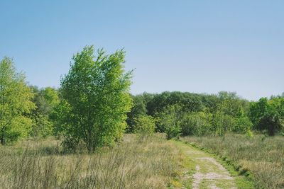 Trees on field against clear sky