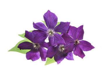 High angle view of purple flowering plant against white background