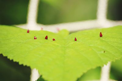 Close-up of insect on leaf