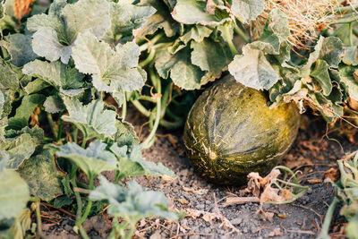 High angle view of watermelon growing at organic farm