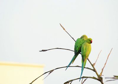 Low angle view of bird perching on tree