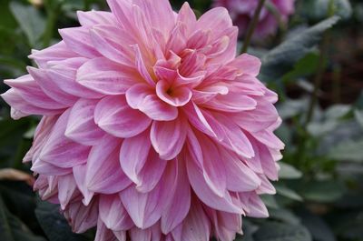 Close-up of pink dahlia