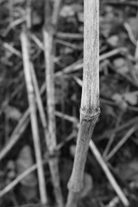 Close-up of grass against blurred background