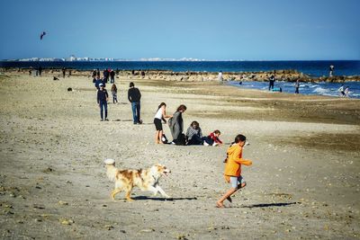 View of dogs on beach