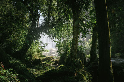 Dense vegetation inside jungle