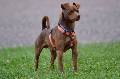 Portrait of dog on field