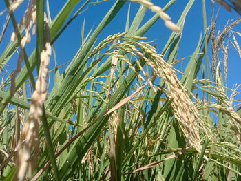 Low angle view of bamboo plants on field