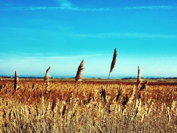 Scenic view of field against clear sky