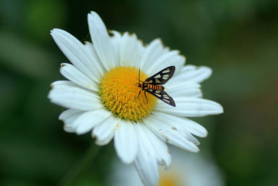 Close-up of insect on flower
