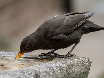 Close-up of bird