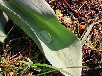 Close-up of lizard on plant