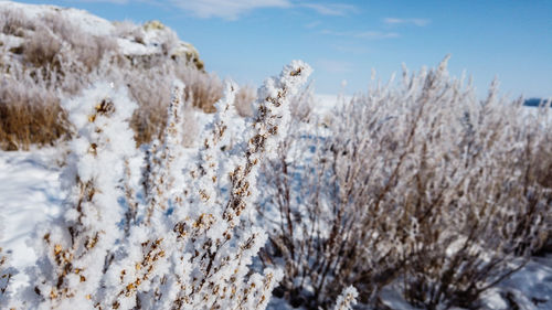 Snow covered plants against sky