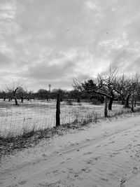 Bare trees on field against sky