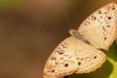 Close-up of a junonia atlites or grey pansy butterfly with blurred background in summer season