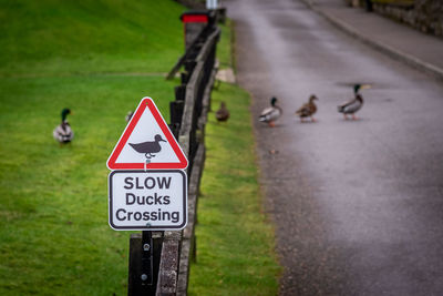 Road sign warning to watch out for ducks and ducklings crossing the road