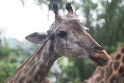 Close-up of giraffe against trees