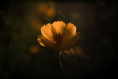 Close-up of yellow flower