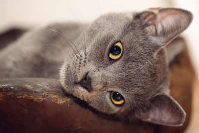 Close-up portrait of a cat