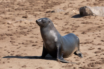 High angle view of sea lion