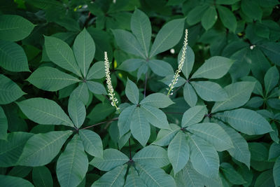 High angle view of fresh green leaves