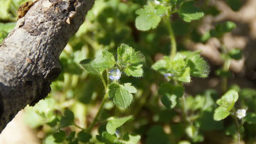 Close-up of white flowering plant