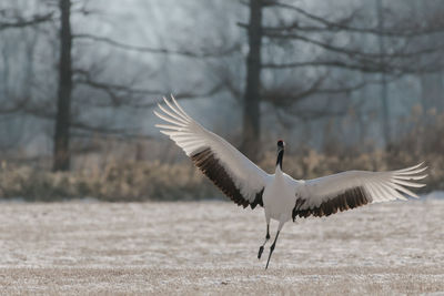 Bird flying over a bare tree