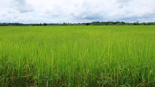 Scenic view of agricultural field against sky