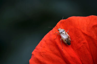 Close-up of insect on red leaf