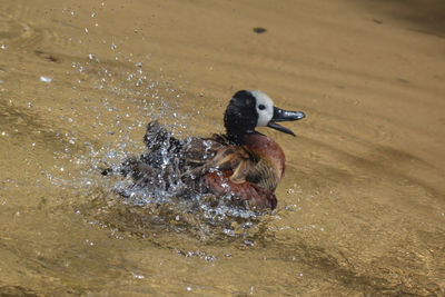 High angle view of duck swimming in lake