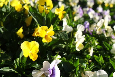 Close-up of yellow flowers blooming outdoors