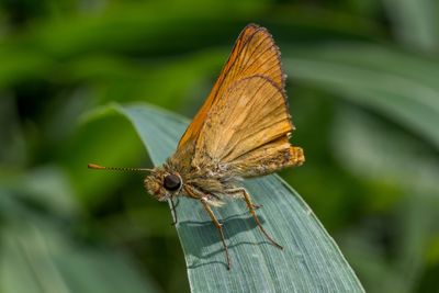 Close-up of dragonfly on plant