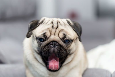 Close-up portrait of a dog